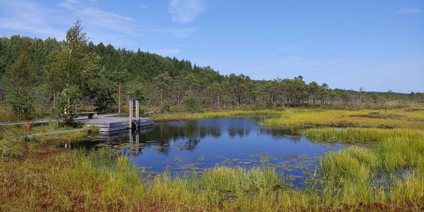 Walking the Bog Trails and Boardwalks on Soomaa National Park