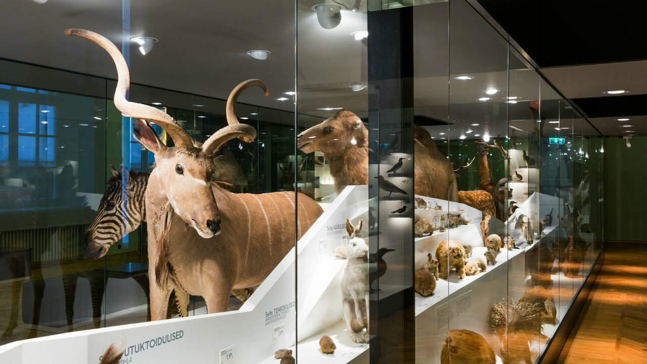 This image shows a display of taxidermied mammals at the University of Tartu Natural History Museum in Estonia