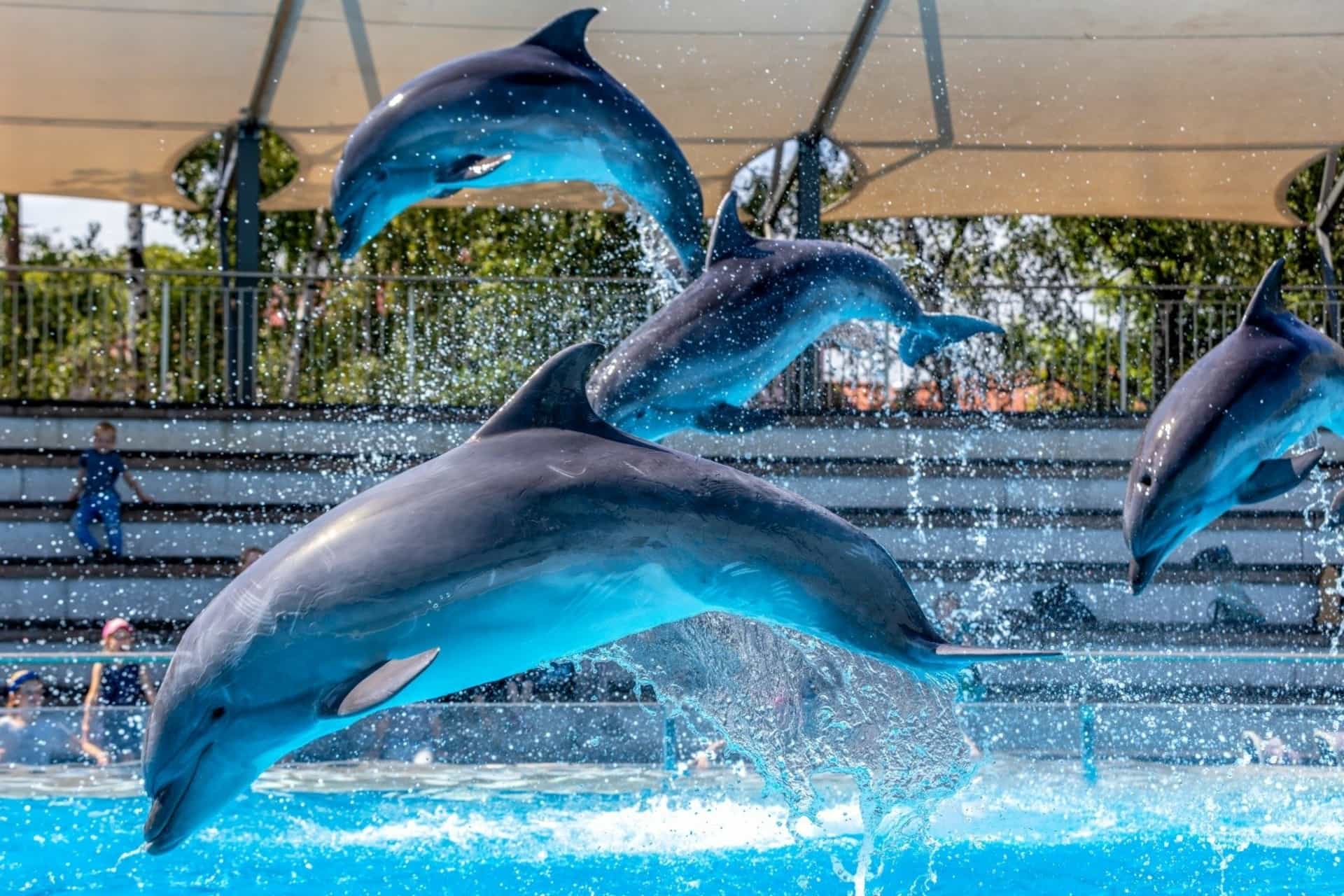Dolphinarium Show at the Lithuanian Sea Museum