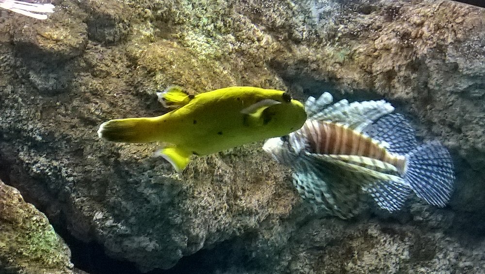 Marine Biodiversity (Educational Exhibits)