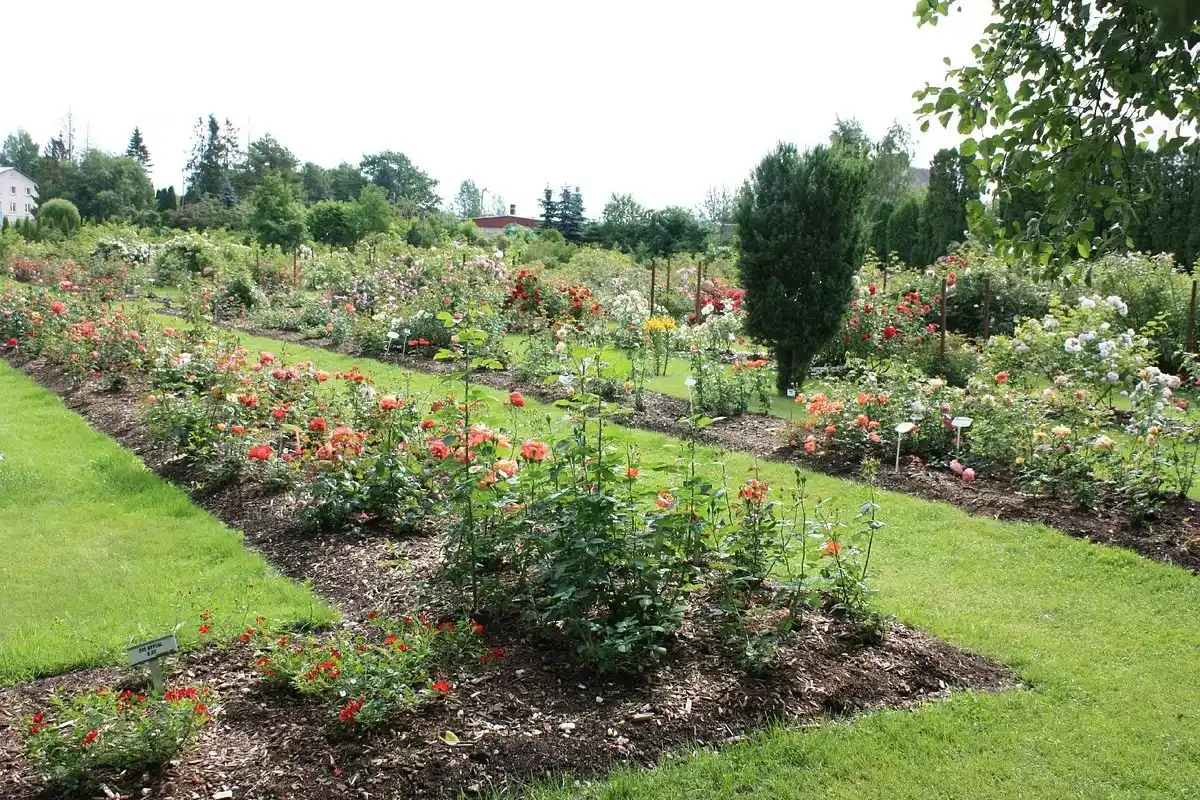 image shows the Põltsamaa Rose Garden