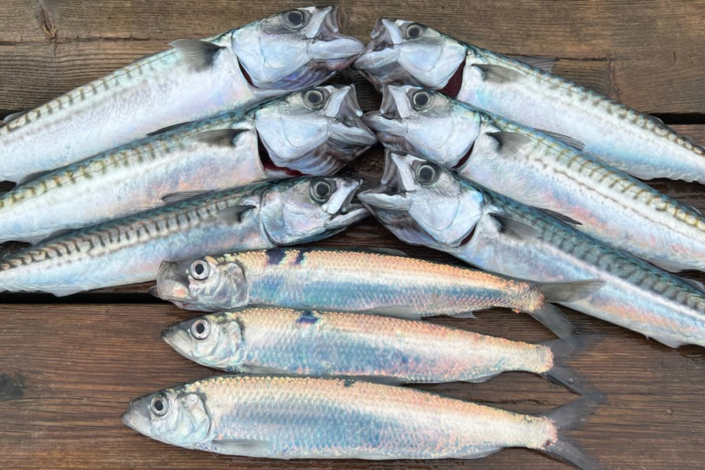 Fish for Kūčios meal