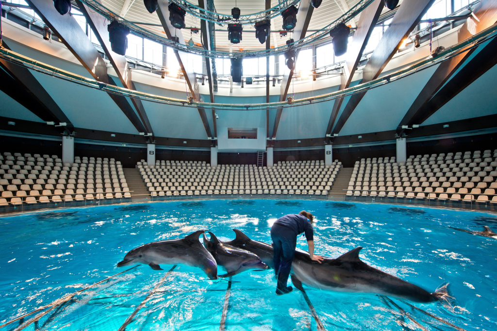 Dolphinarium show