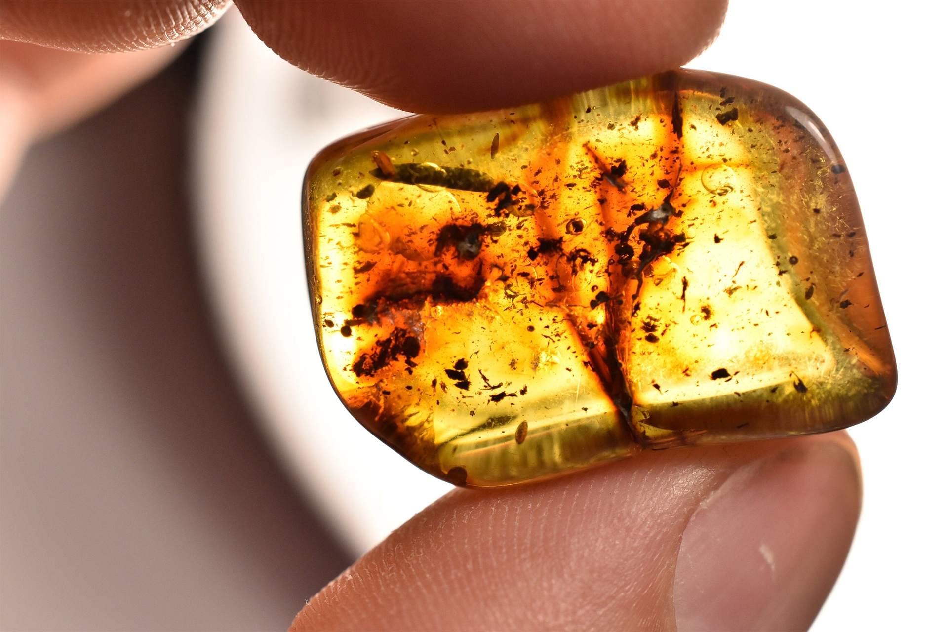 Fossilized insect in amber